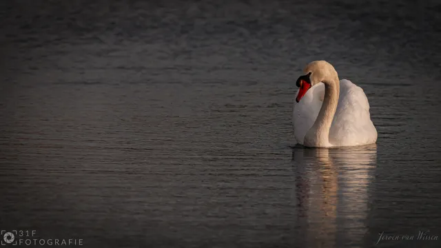 Swan on it's own in the water...